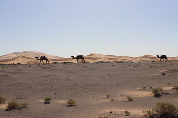 Fototapeta na wymiar sahara desert,Merzouga,Camel,サハラ砂漠,モロッコ,ラクダ