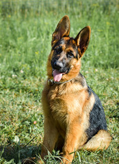 German Shepherd poses with his tongue out. Dog poses on a green field background.