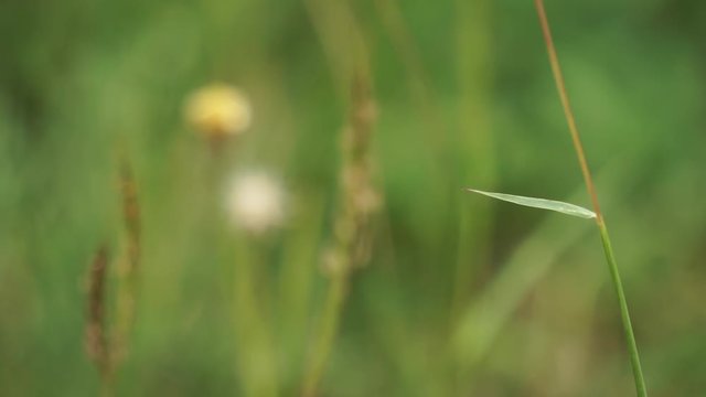 One of the grass leaf blown by the wind. It stands in front of other grasses and their flowers.