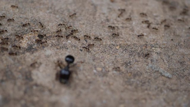 Black House Ant teamwork walking work in the nature
