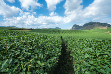 Tea plantation landscape on clear day. Tea farm with blue sky and white clouds.