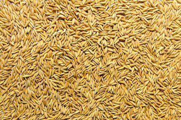 Background and wallpaper by pile of paddy rice and rice seed.