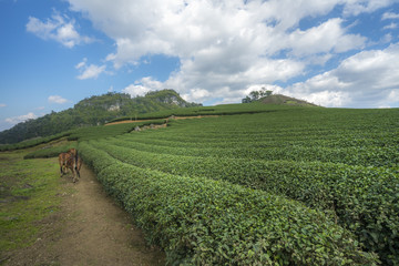 Tea plantation landscape on clear day. Tea farm with blue sky and white clouds.