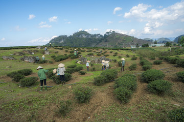 Fototapeta na wymiar Tea plantation landscape on clear day, with Vietnamese farmers working on the farm