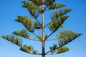 3 927 Araucaria Tree Wall Murals Canvas Prints Stickers Wallsheaven