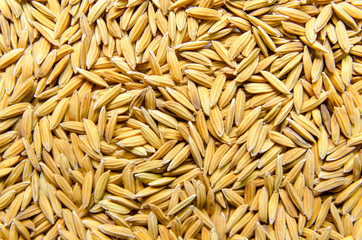 Background and wallpaper by pile of paddy rice and rice seed.