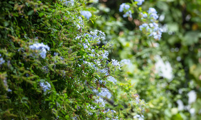 Blue jasmine with bright green leaves. Blooming plant in meadow. Blur nature background.