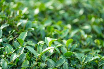 Tea leave in tea plantation