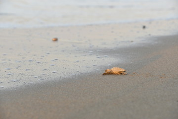 Baby Caretta Steps