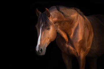 Horse portrait close up on black background