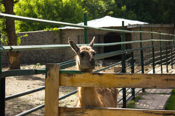 muzzle of a brown camel