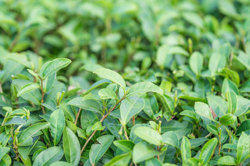 Fototapeta premium Tea leave in tea plantation
