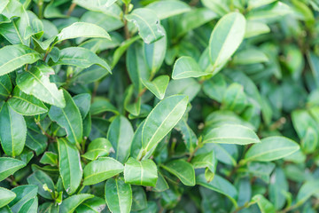 Tea leave in tea plantation