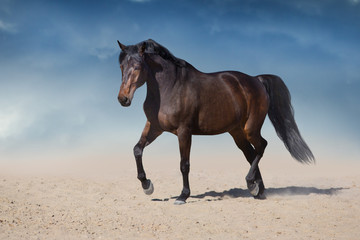Horse free run in desert dust against beautiful sky