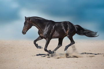 Fototapeta na wymiar Horse free run in desert dust against beautiful sky