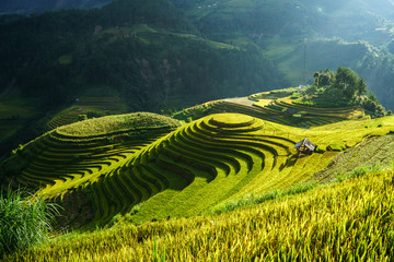 Terrasvormig padieveld in oogstseizoen in Mu Cang Chai, Vietnam. Mam Xoi populaire reisbestemming.