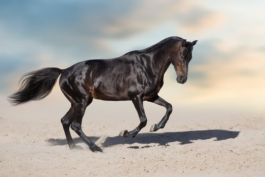 Horse free run in desert dust against beautiful sky