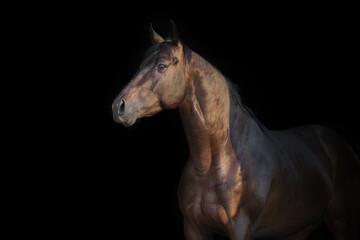 Fototapeta na wymiar Horse portrait close up on black background