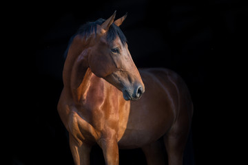 Naklejka premium Portret konia z bliska na czarnym tle