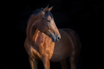 Photo sur Plexiglas Chevaux Portrait de cheval gros plan sur fond noir