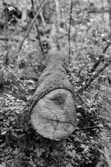 forest trees in the woods