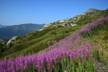 Fioritura viola sulle Alpi