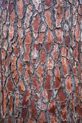 Bark of old tree
