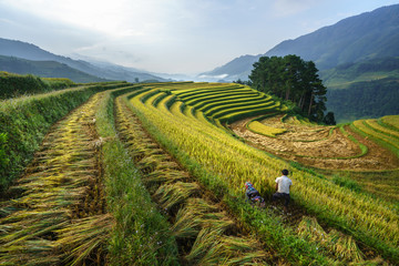 Terraced rice field in harvest season with farmers harvesting on field in Mu Cang Chai, Vietnam.