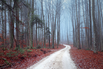 Fototapeta premium Fall season foggy forest trees with road. 