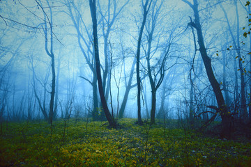 Fantasy saturated foggy forest background. Color filter effect used.