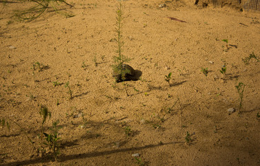 little tortoise on the sand
