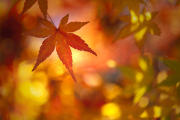 Colorful sunny autumn season maple leaf on golden bokeh background. Selective focus used.