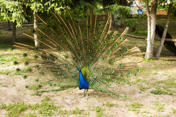 Obraz premium peacock male with open tail