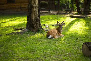 young deer with horns lying on grass