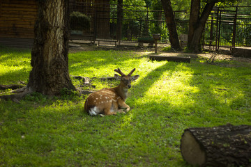 young deer with horns lying on grass