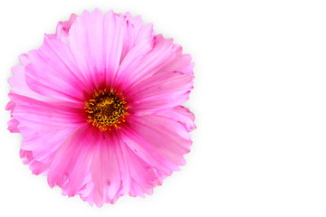 Fototapeta premium pink flower texture in white background for peace meditation spa health freedom nature concept background
