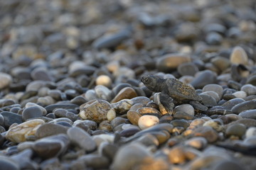 Caretta on stones