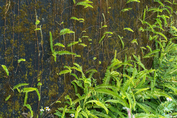Green ferns and moss cover on old wall