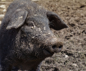 *braunes Hängebauchschwein*