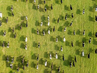 Deurstickers Koe Aerial drone view, a herd of cows grazing in meadows near the river.