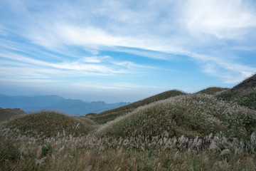 Reed grass fields with mountain on background