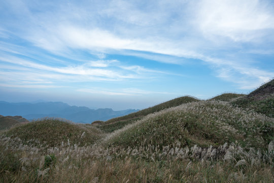 Reed grass fields with mountain on background