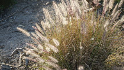 Clump of ornamental bunchgrass, Pennisetum alopecuroides in bloom