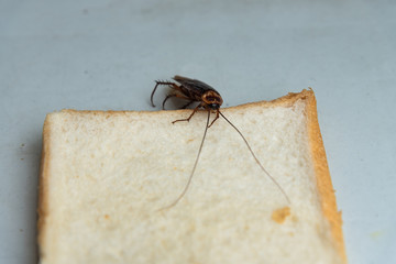 Close up cockroach eating on a slice of bread