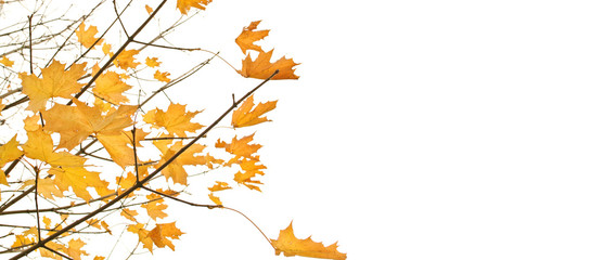 Autumn background. Fall maple leaves
