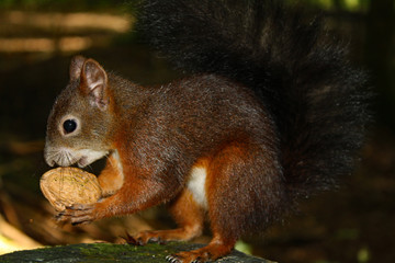 Squirrel with walnut