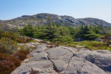 Fototapeta na wymiar Nadelbäume im Gebirge in Norwegen