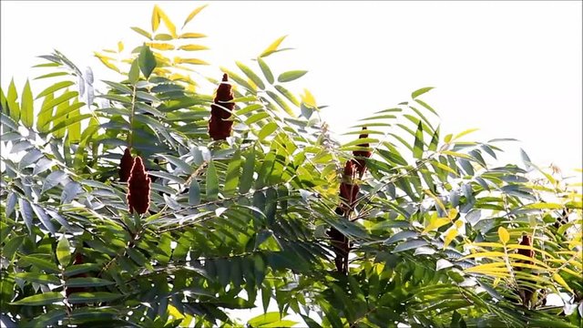 Red staghorn sumac berries on tree, Rhus typhina, summer

