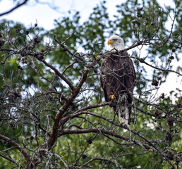 bald eagle in trees and flying