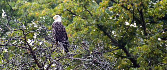 bald eagle in trees and flying